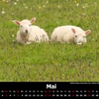 M&M Calendar 2016: May