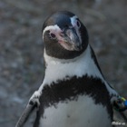 Humboldt pinguin