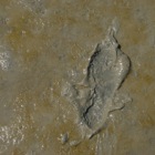 Martin's muddy footprint