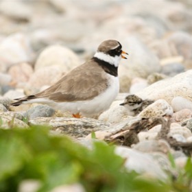 Ringed Plover with chick