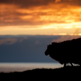 Shetland sheep at sunset