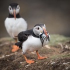 Puffin with sandeels