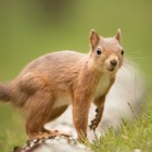 Nosy red squirrel