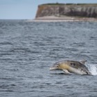 Dolphin at Chanonry Point