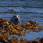 Grey Seal at Portnahaven