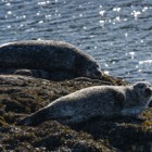 Grey Seals at Portnahaven