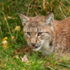 Northern Lynx
