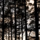 Backlit trees