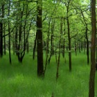 Groen bos