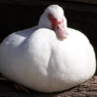 Dicke weiße Ente