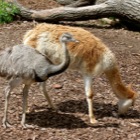 Lama & Emu