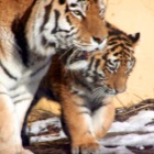 Mother & Baby Tiger, Tiergarten Schönbrunn