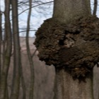 Tree-heart - Wilhelminenberg