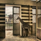Baby Giraffe Arusha [HDR]