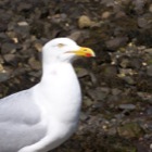 Seagull