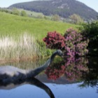 Nessie