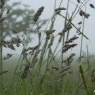 Culloden