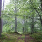 Cawdor Big Wood