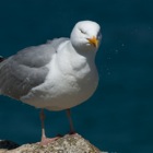 Seagull