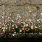 Flowers in the wall