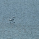 Little egret