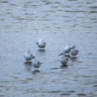 Vogels op 'De Schorren'