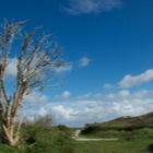 Duinen