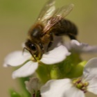 Bij op bloem