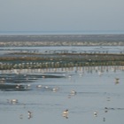 Vogels op 'De Schorren'