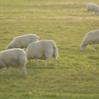 Schapen in avondlicht