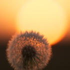 Pluizebol in het avondrood