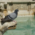 Fonte Gaia, Siena