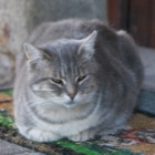 Doormat cat