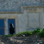 Dover Castle crow