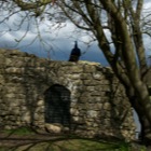 Peacock on wall