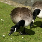 Geese