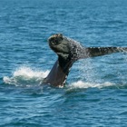 Humpback whale fluke with spray