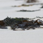 Seaweed at Traigh Rosamol, Luskentyre, Isle of Harris