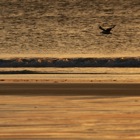 Bay of Laig, Eigg