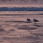 Seagulls at Bay of Laig, Eigg