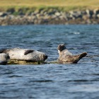 Seals near Haroldswick