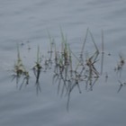 Grass reflections