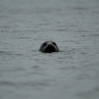 Nosy seal at Skaw Beach