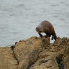 Otter at Swinna Ness, Baltasound