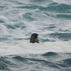 Nosy seal at Westing