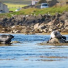Seals near Haroldswick
