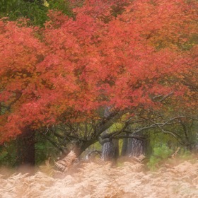 Autumn colours