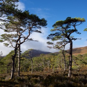 Glen Affric