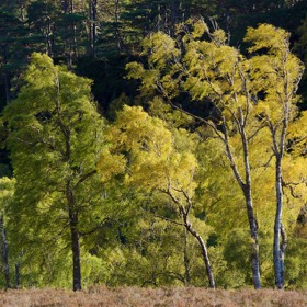 Glen Strathfarrar