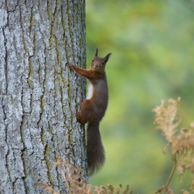 Red squirrel